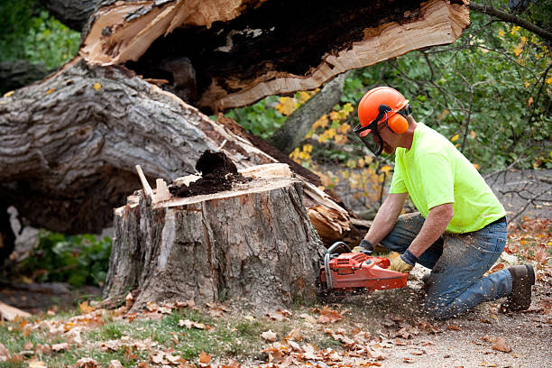 Best Tree Risk Assessment  in Canyon Creek, WA